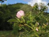 Rosa rubiginosa