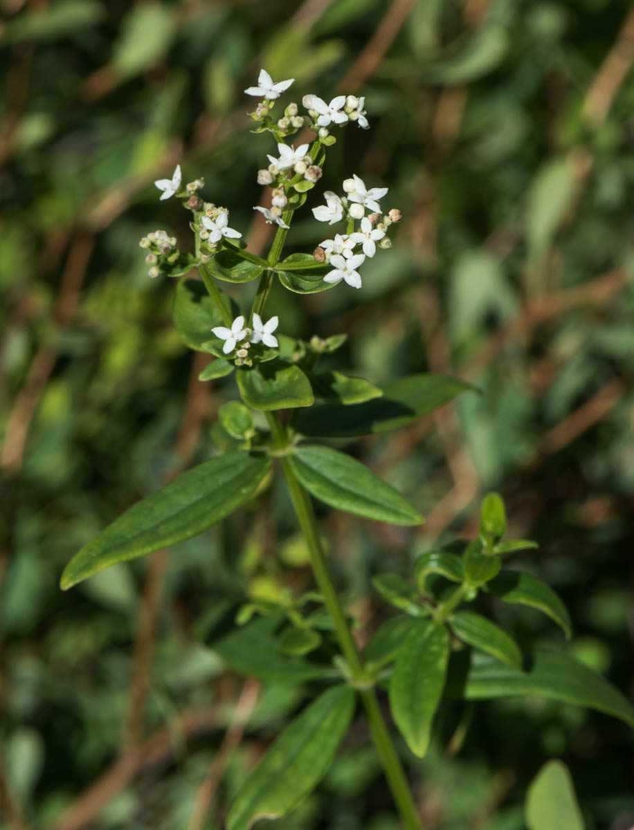 Изображение особи Galium boreale.