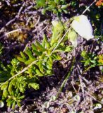 Phyllodoce caerulea