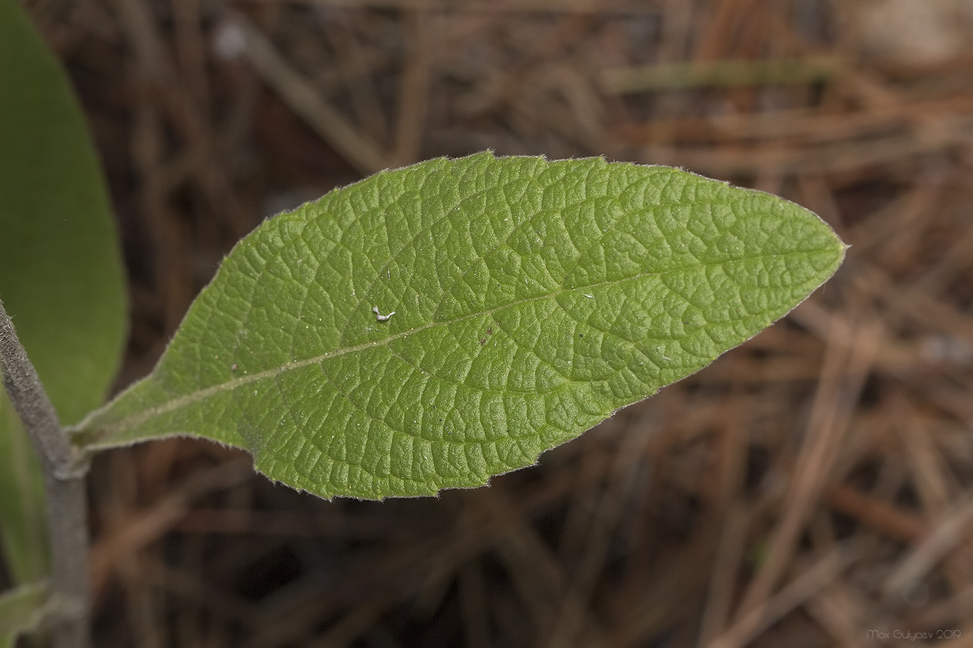 Изображение особи Inula conyza.