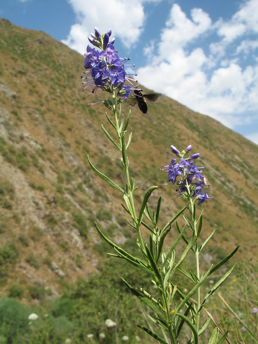 Image of Veronica laeta specimen.