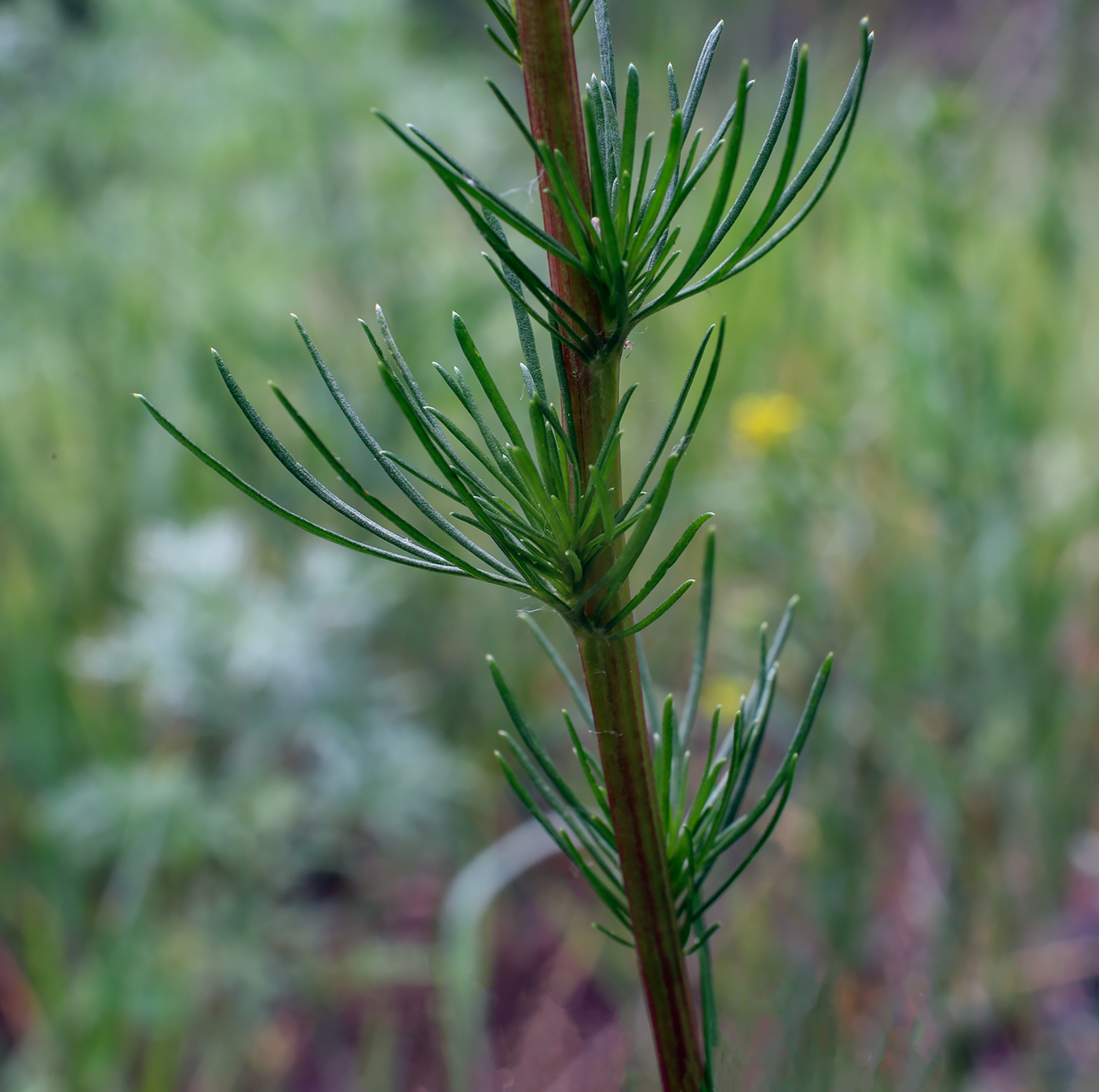 Изображение особи Artemisia campestris.