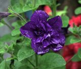 Petunia × atkinsiana. Цветок (махровая форма). Московская обл., Раменский р-н, окр. дер. Хрипань, садовый участок. 23.07.2019.