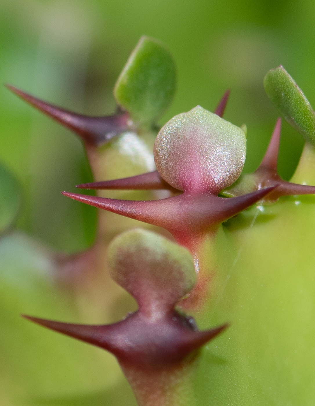 Изображение особи Euphorbia lactea.