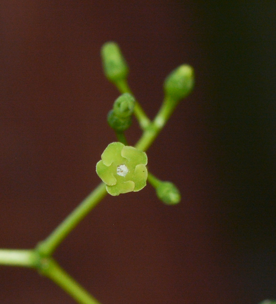 Image of Rauvolfia mombasiana specimen.