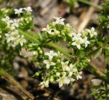 Galium humifusum