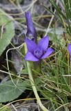 Gentianella campestris. Цветущее растение. Испания, автономное сообщество Каталония, провинция Барселона, комарка Бергеда, муниципалитет Сальдес, подножие горы Педрафорка, смотровая площадка \"Гресолет\", 1557 м н.у.м., каменистый склон северной экспозиции. 22.09.2019.