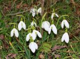 Galanthus plicatus