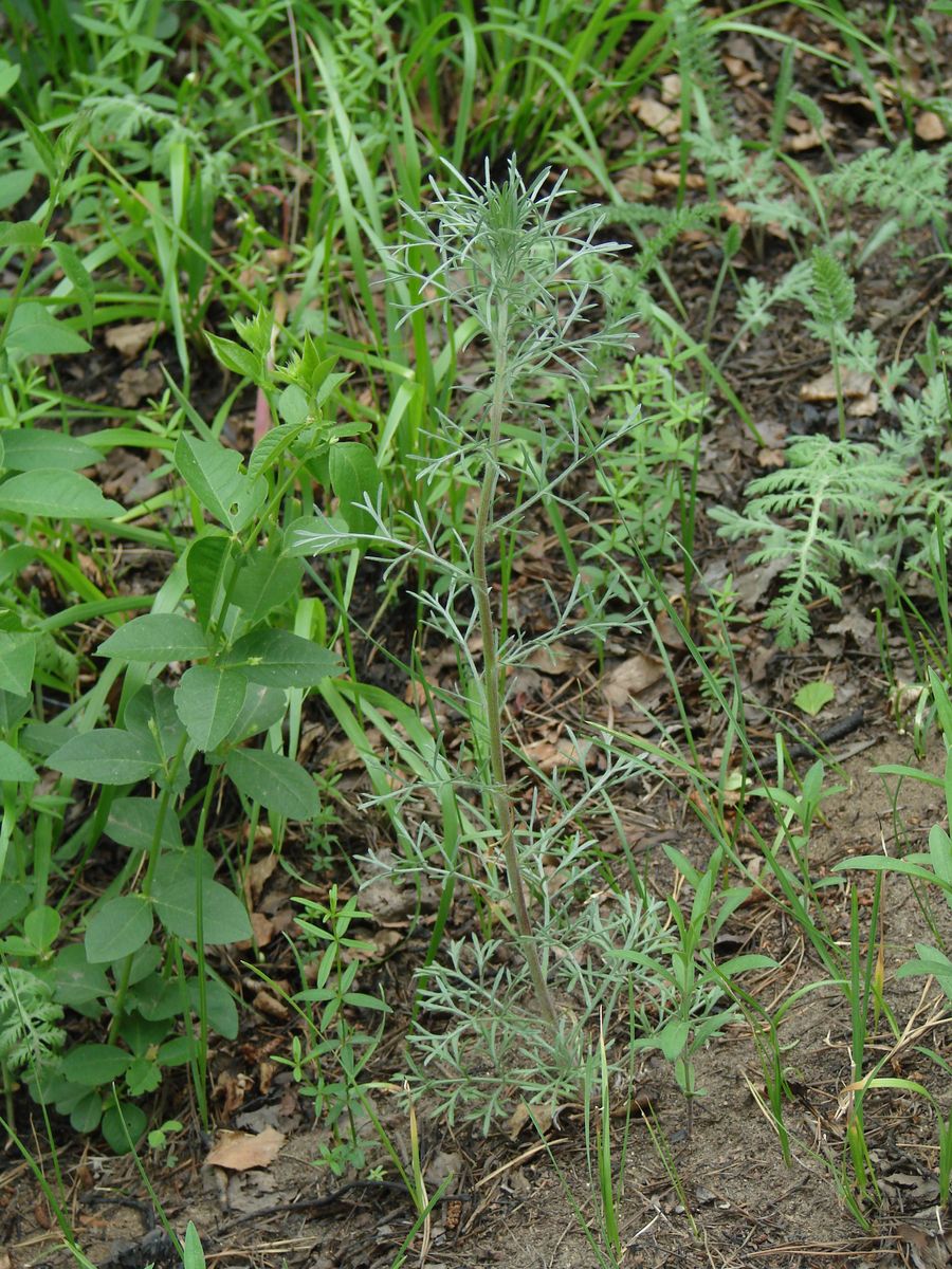 Image of genus Artemisia specimen.