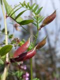 Vicia sepium. Части побегов с плодами. Магаданская обл., г. Магадан, окр. мкр-н Снежная Долина, обочина дороги, заросли ивняка. 04.09.2019.