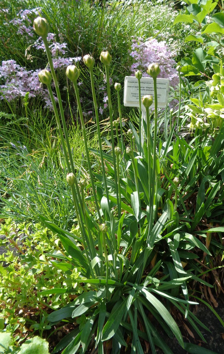 Изображение особи Armeria pseudarmeria.