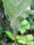 Hieracium pseudolepistoides. Основание прикорневого листа (обратная сторона). Свердловская обл., окр. г. Североуральск, сосново-еловый лес. 07.07.2019.