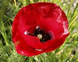 Papaver macrostomum