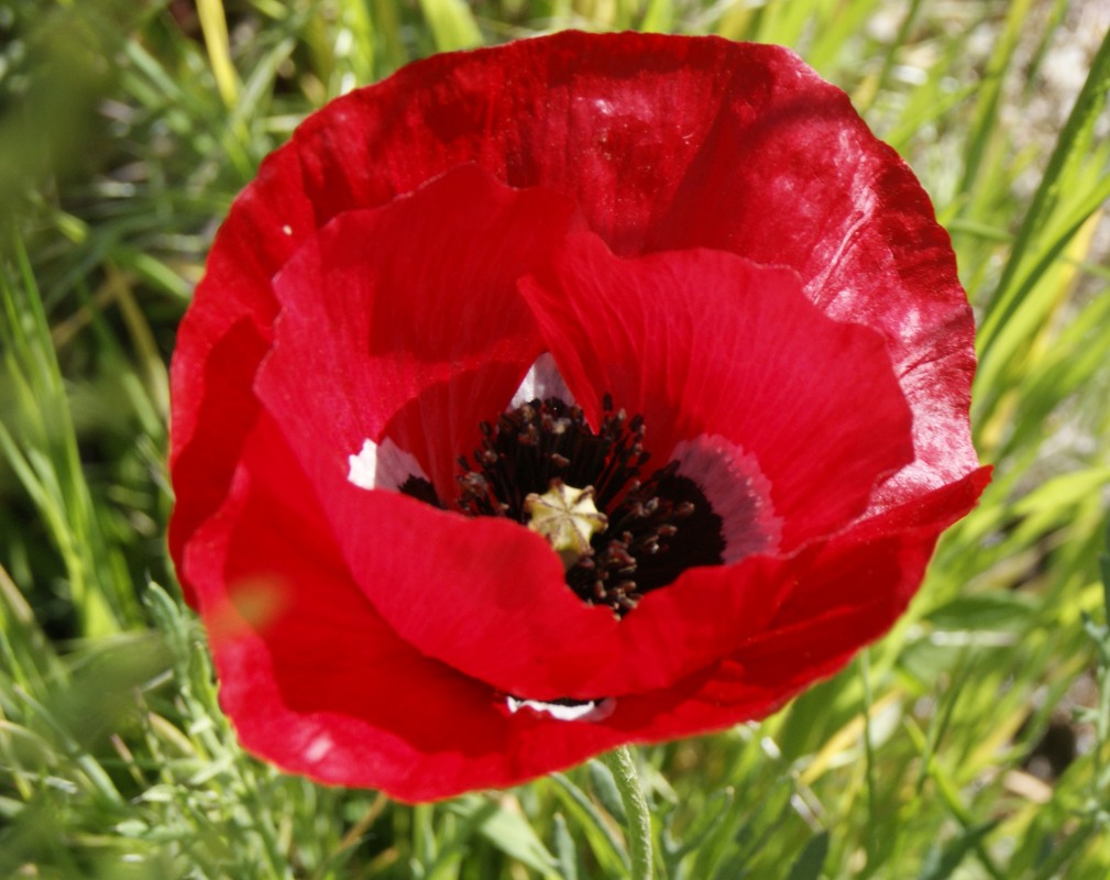 Image of Papaver macrostomum specimen.