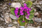 Primula vulgaris