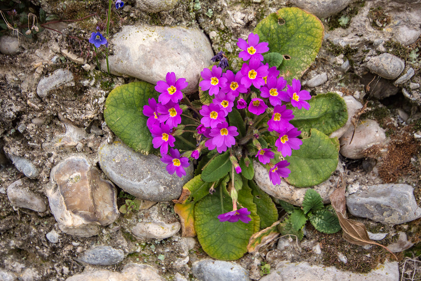 Image of Primula vulgaris specimen.