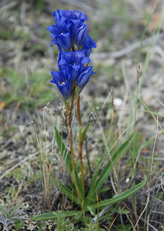 Image of Gentiana decumbens specimen.