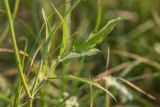 familia Apiaceae. Часть побега. Ростовская обл., Азовский р-н, окр. хут. Лагутник, пойменный луг. 15.09.2019.