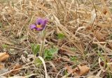 Pulsatilla chinensis