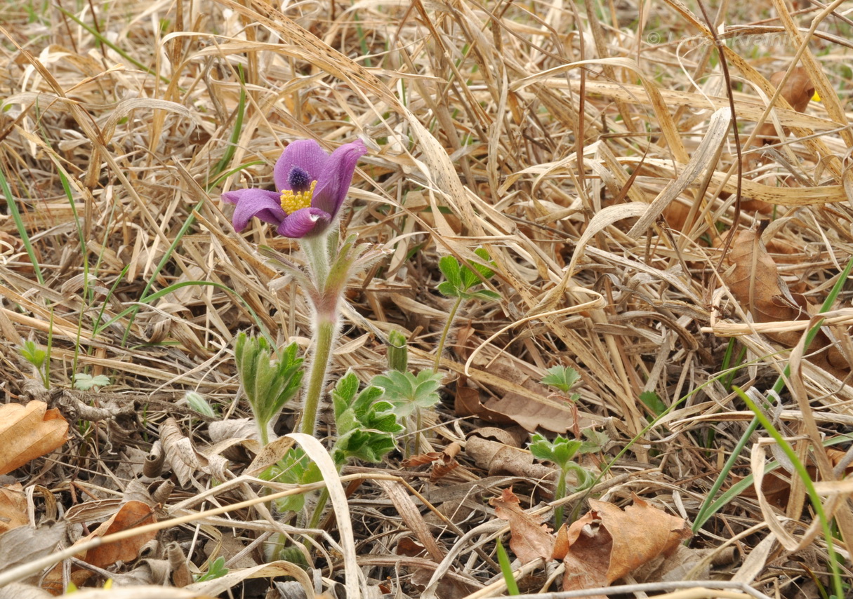 Image of Pulsatilla chinensis specimen.