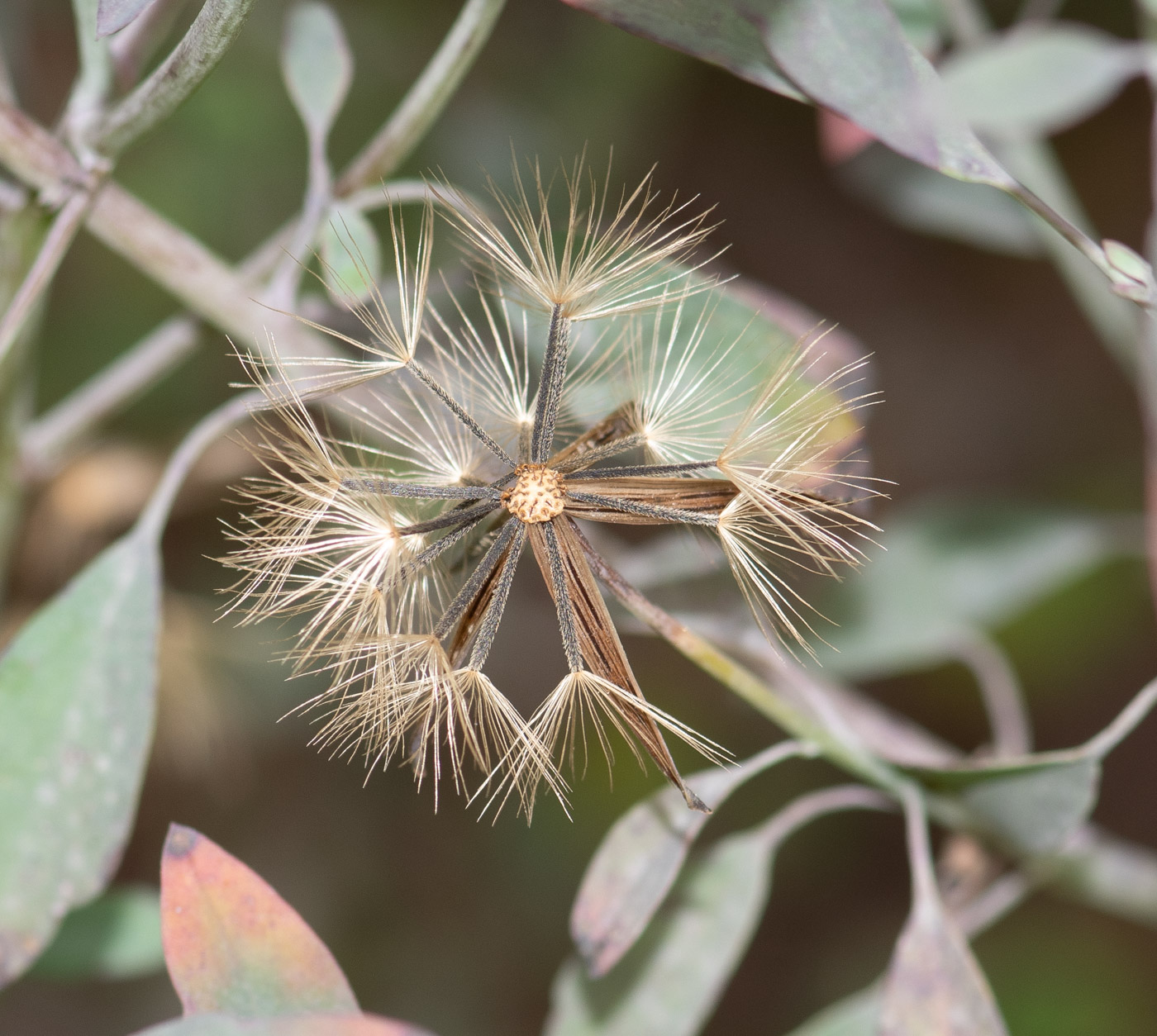 Image of Porophyllum ruderale specimen.