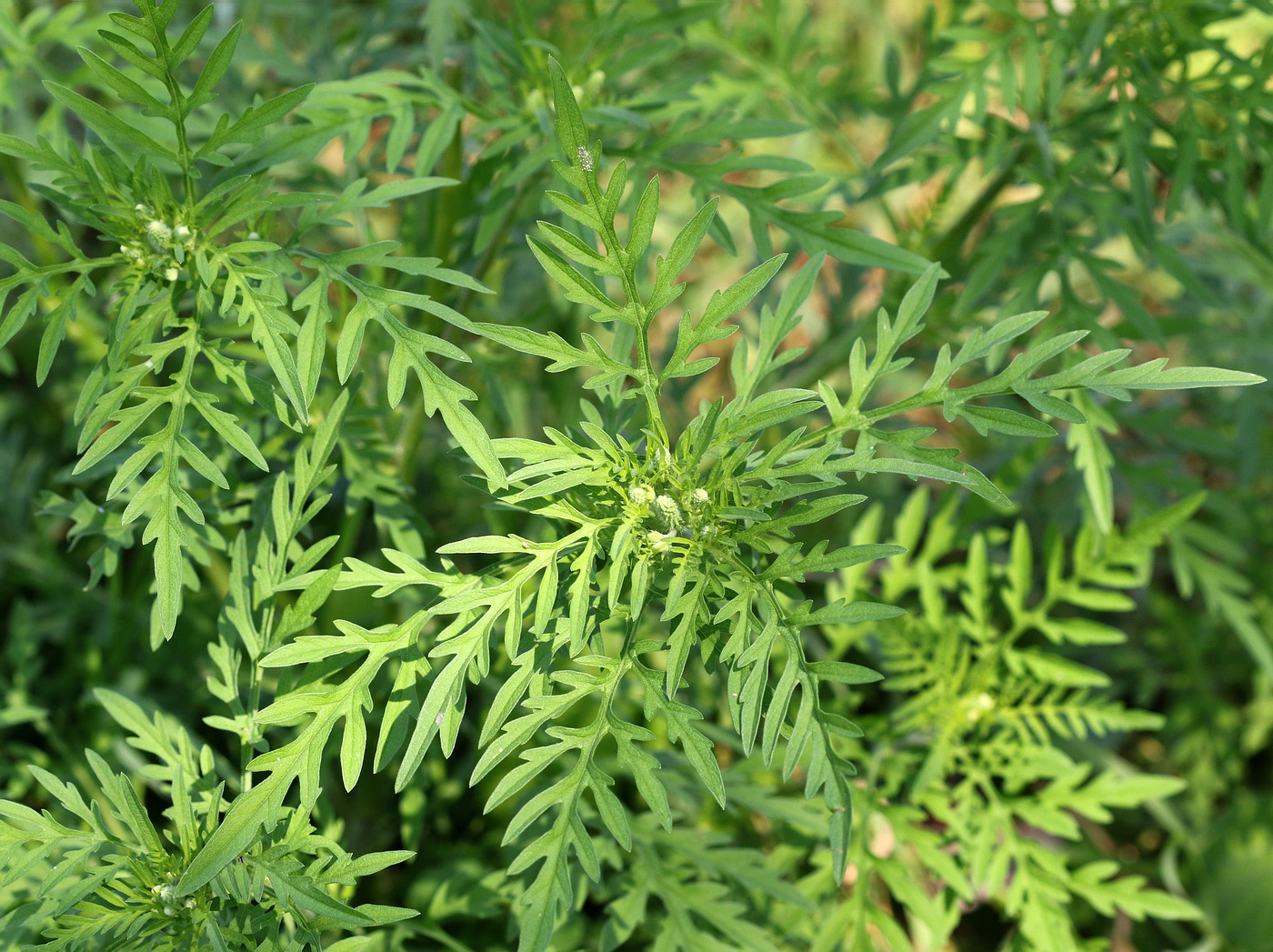 Image of Ambrosia artemisiifolia specimen.