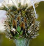 Image of taxon representative. Author is Анна Малыхина
