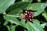 Calycanthus floridus var. glaucus