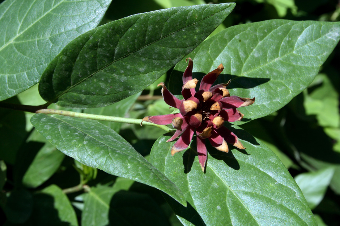 Изображение особи Calycanthus floridus var. glaucus.