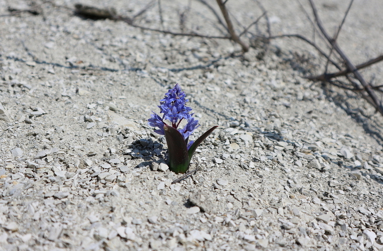 Image of Scilla bifolia specimen.