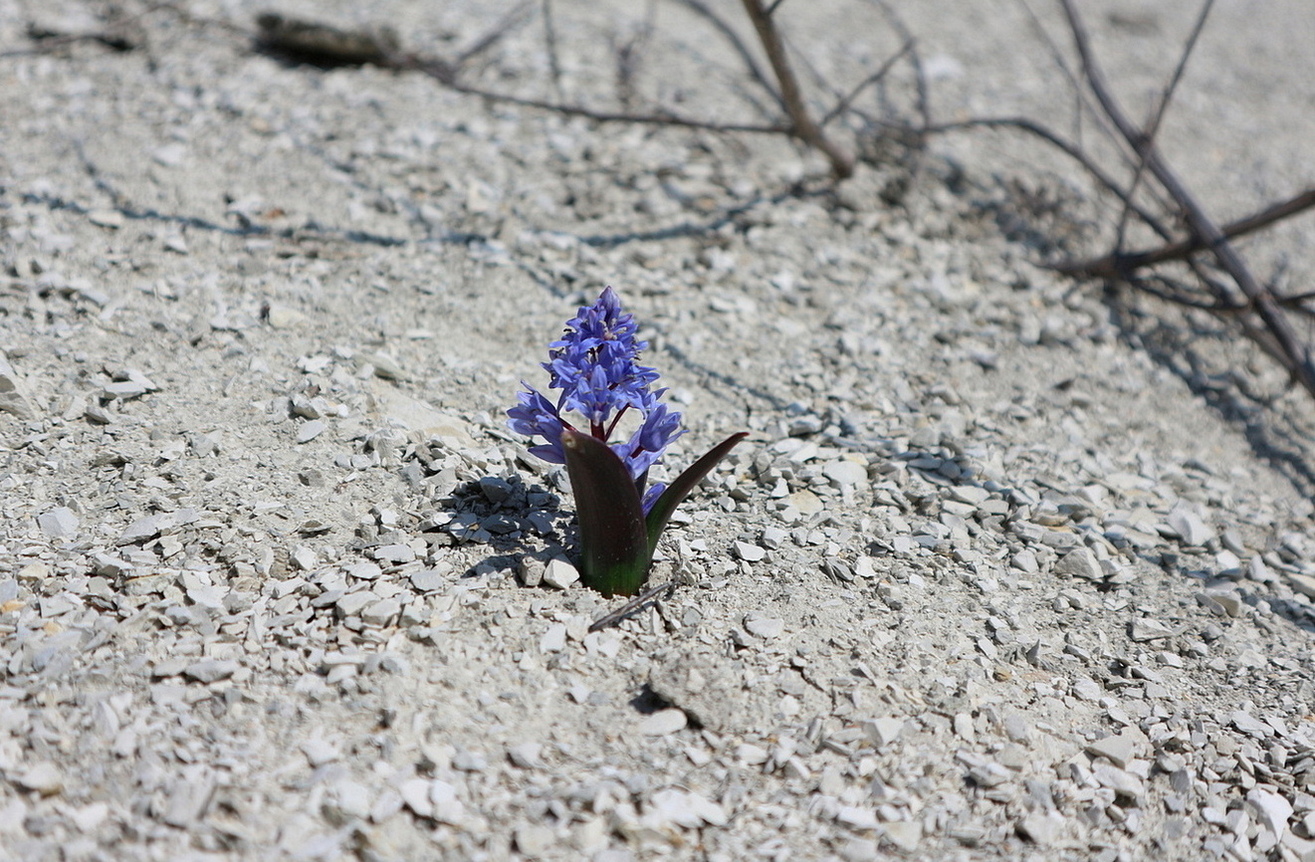 Изображение особи Scilla bifolia.