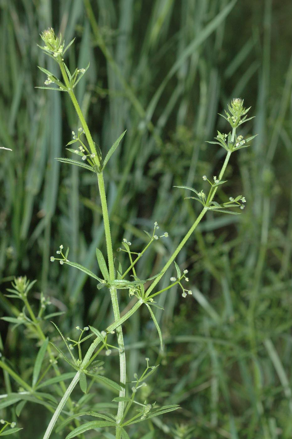 Изображение особи Galium spurium.