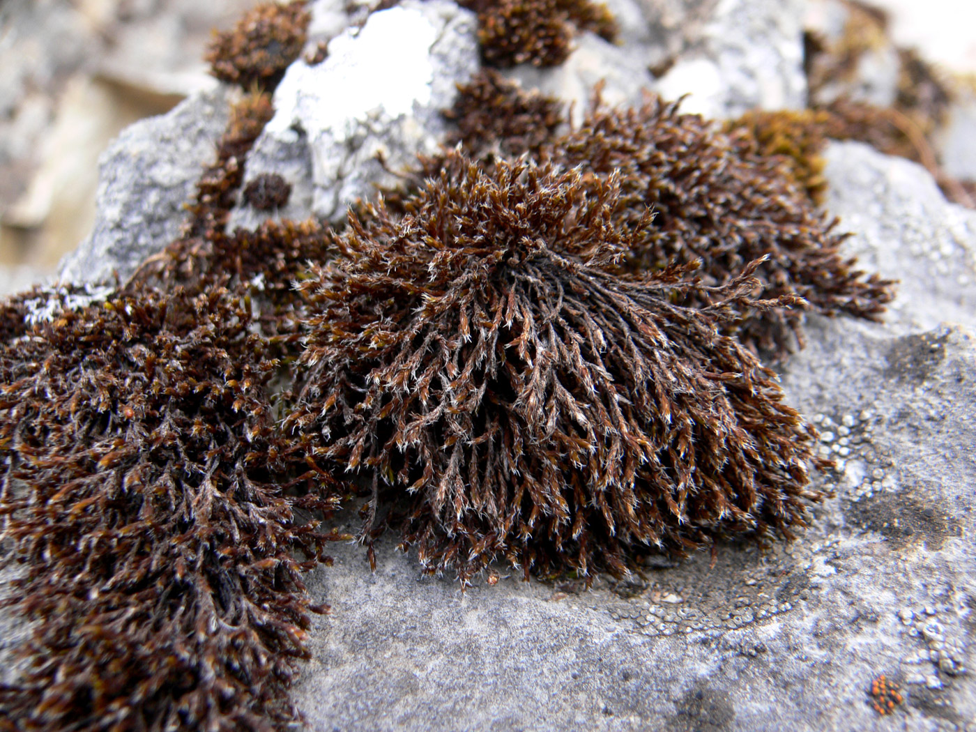 Image of Hedwigia ciliata specimen.