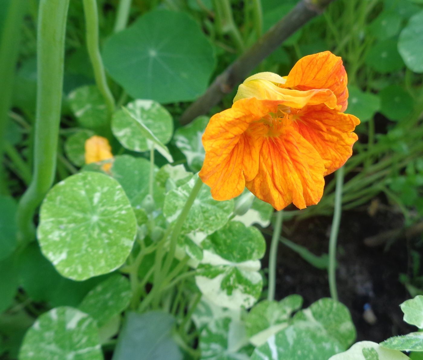 Image of Tropaeolum majus specimen.