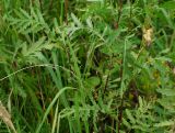 Tanacetum vulgare