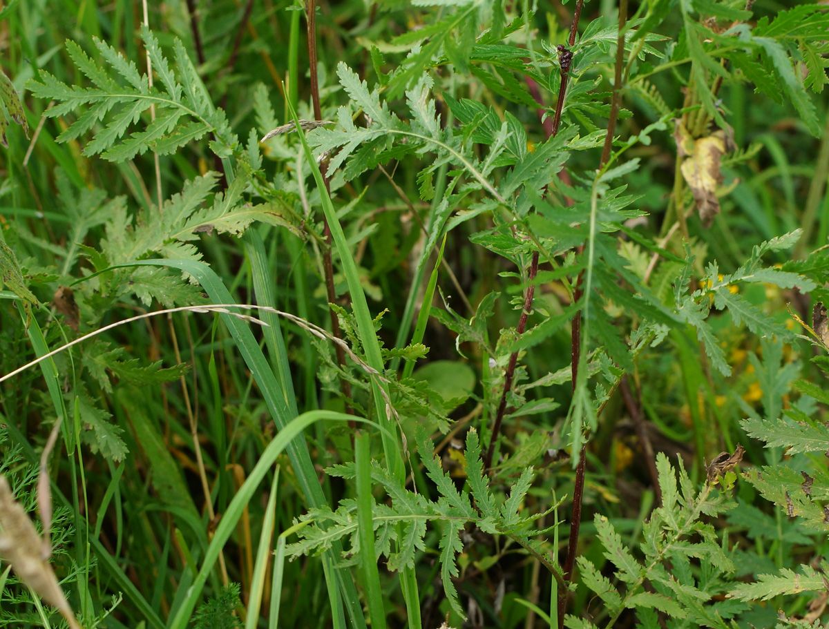 Image of Tanacetum vulgare specimen.