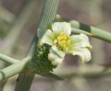 Acanthosicyos horridus
