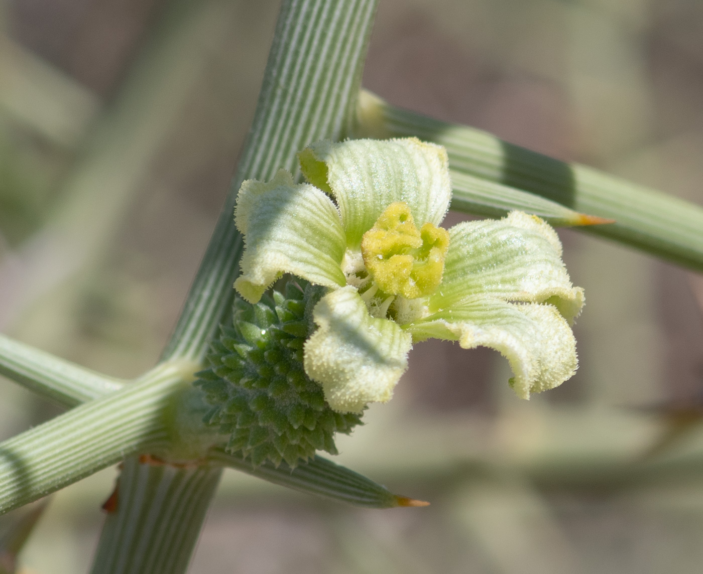 Изображение особи Acanthosicyos horridus.