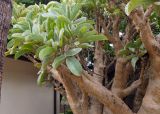 Cyphostemma currorii