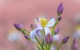 Clematis songorica