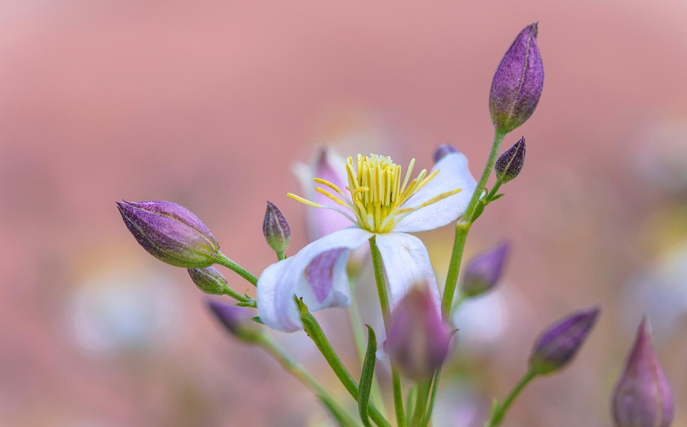 Изображение особи Clematis songorica.