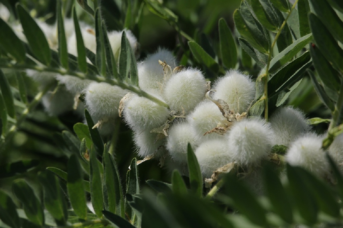 Изображение особи Astragalus sieversianus.