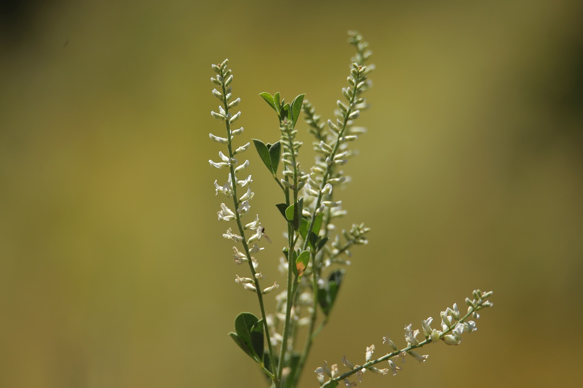 Изображение особи Meristotropis triphylla.