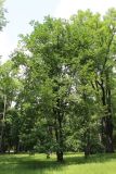 род Quercus