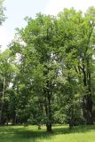genus Quercus. Взрослое растение. Беларусь, г. Минск, Лошицкий парк, в культуре. 20.06.2020.