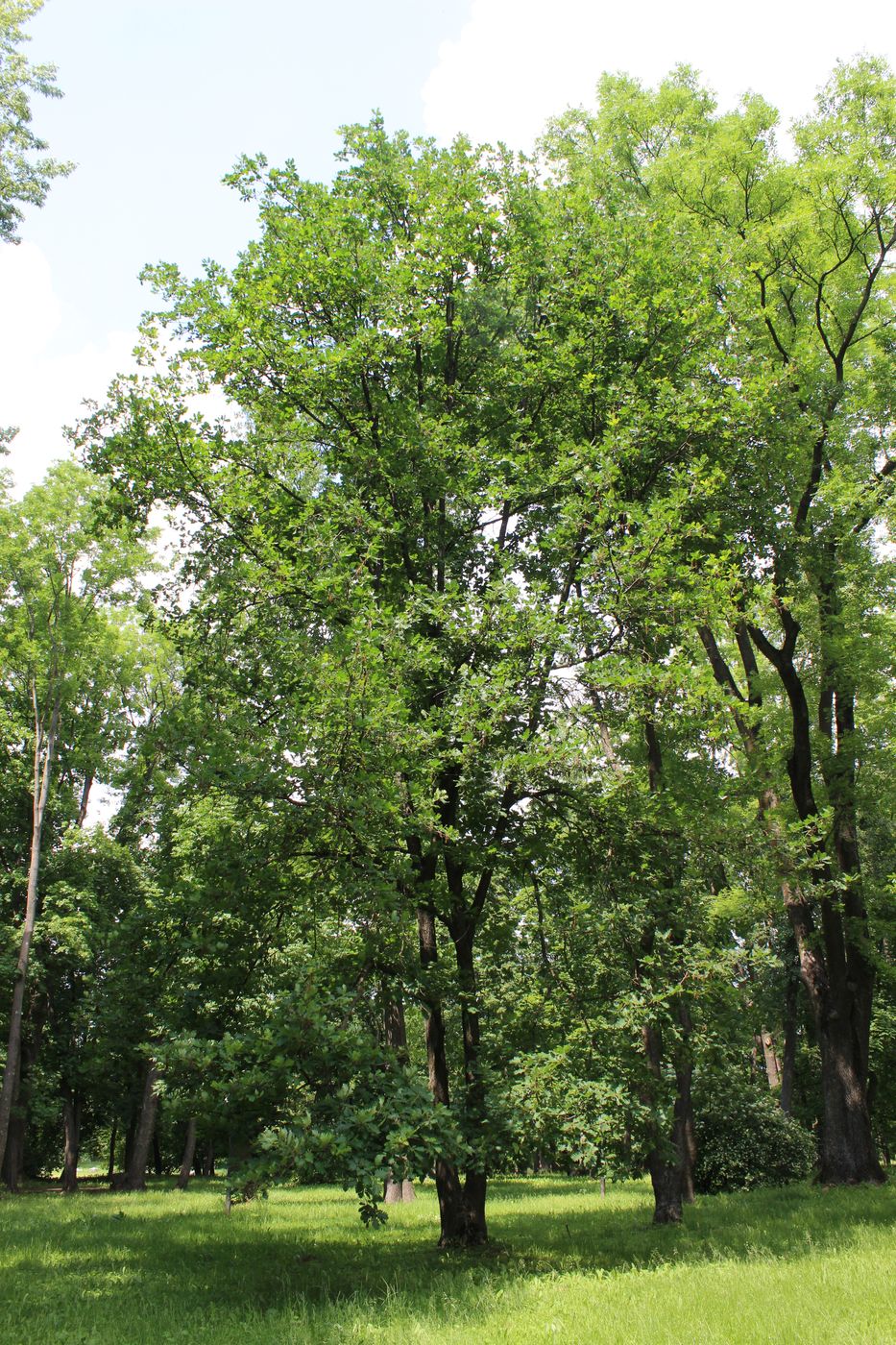 Image of genus Quercus specimen.