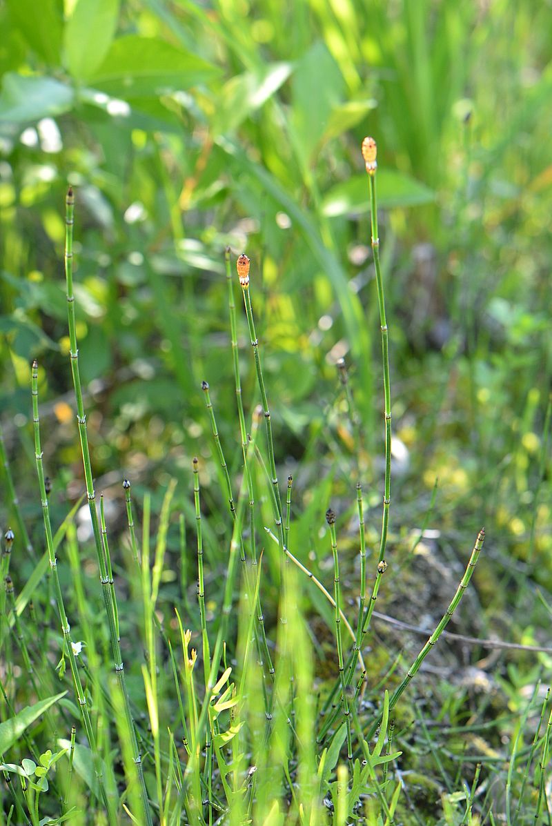 Изображение особи Equisetum variegatum.