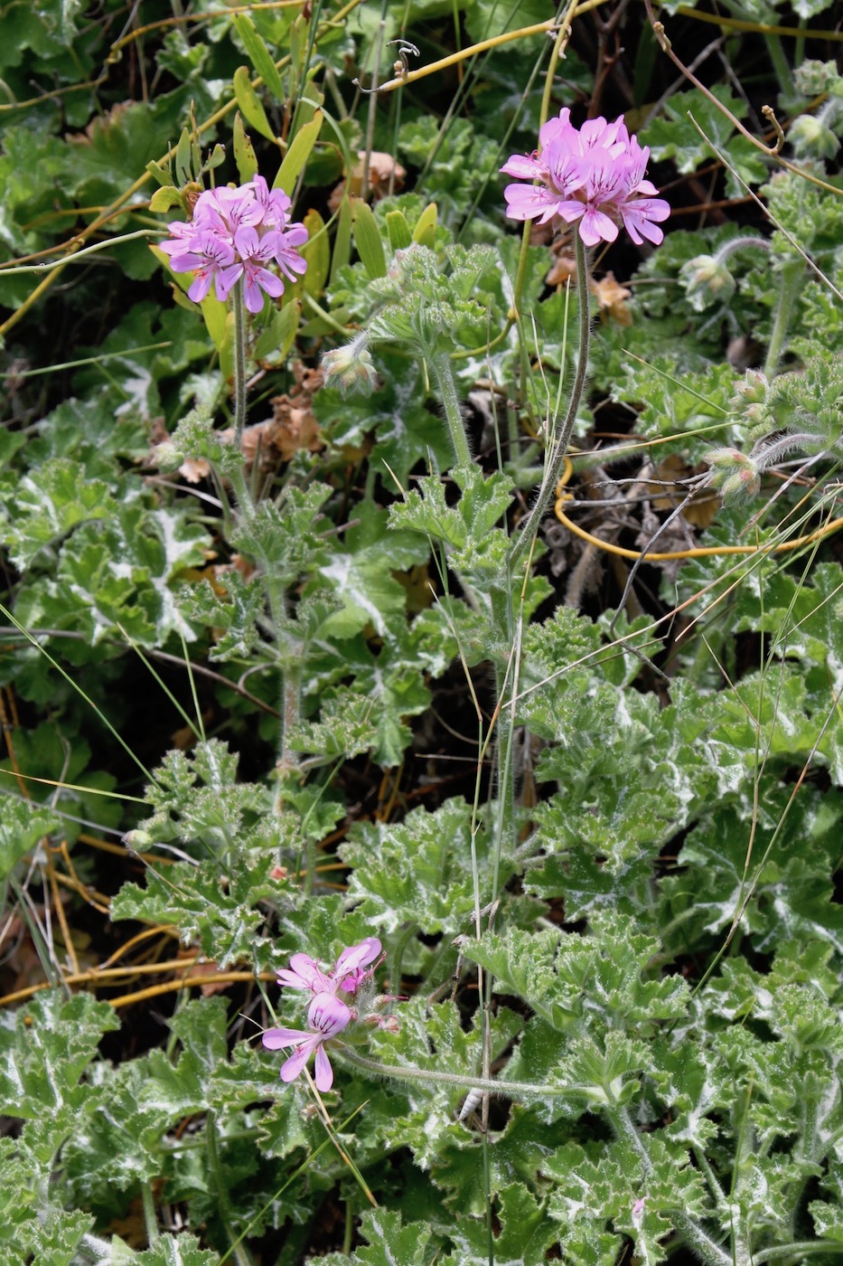 Изображение особи Pelargonium capitatum.