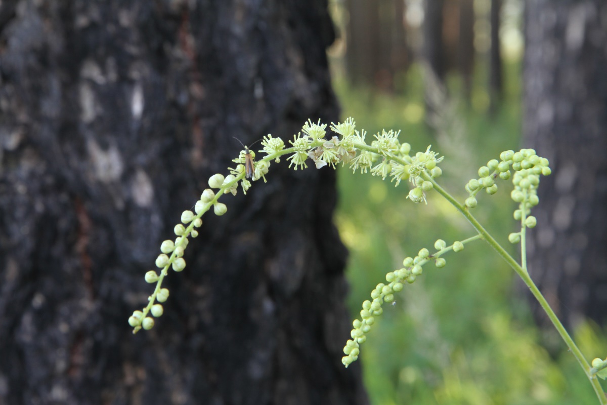 Изображение особи Cimicifuga foetida.