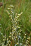 Artemisia absinthium